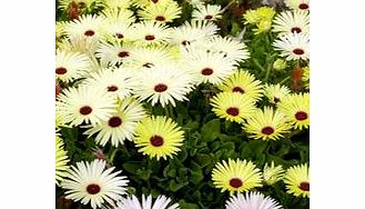 Unbranded Mesembryanthemum Plants - Lemon Sparkles