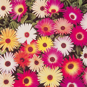 Mesembryanthemum Sparkles Mix Seeds