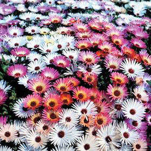 Unbranded Mesembryanthemum Sparkles Seeds