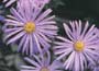 Michaelmas Daisy