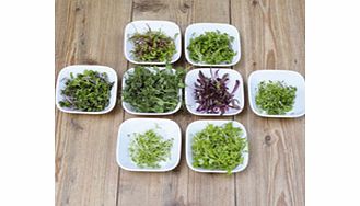 Unbranded Microherbs Citrus Zest