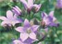 Milky Bellflower