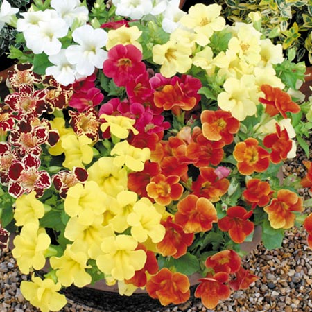 Unbranded Mimulus Big Boy F1 Average Seeds 85