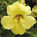 Unbranded Mimulus Big Boy Lemon Yellow F1 Seeds