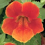 Unbranded Mimulus Big Boy Orange F1 Seeds