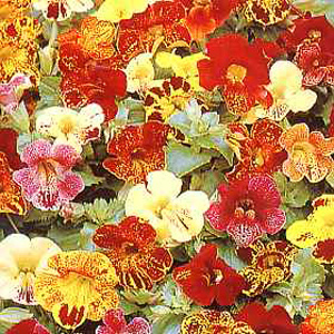 Unbranded Mimulus Calypso F1 Hybrid Seeds