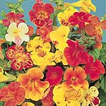 Mimulus Calypso F1 Seeds