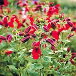 Mimulus Cardinalis Red Dragon Seeds