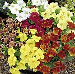 Unbranded Mimulus F1 Big Boy Seeds