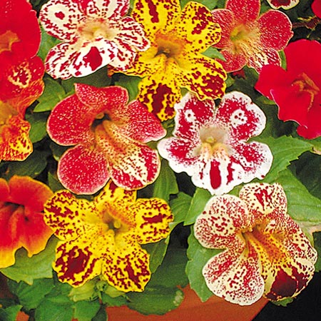 Unbranded Mimulus Little Devil F2 Seeds (Monkey Flower)