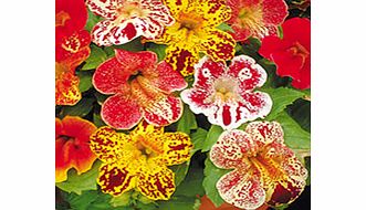 Unbranded Mimulus Seeds - Little Devil F2