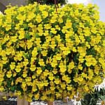 Unbranded Mimulus Vortex Yellow Plants 430221.htm