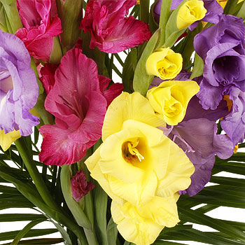 Unbranded Mixed Gladioli - flowers