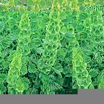 Unbranded Moluccella Laevis Seeds 421817.htm