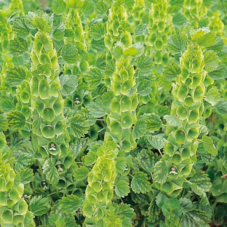 Unbranded Moluccella Laevis Seeds (Bells of Ireland)