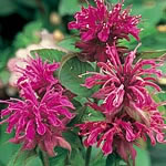 Unbranded Monarda Panorama Seeds 426997.htm