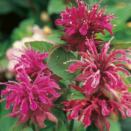 Unbranded Monarda Panorama Seeds (Bergamot) Average Seeds