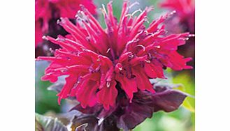 Unbranded Monarda Plant - Fireball