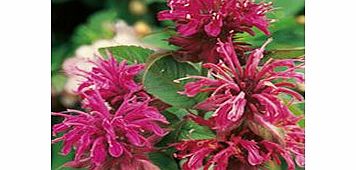 Unbranded Monarda Plants - Panorama