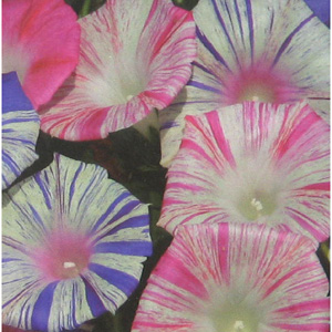 Unbranded Morning Glory Carnevale Di Venezia Seeds