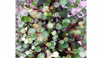 Unbranded Muehlenbeckia Plant - Complexa