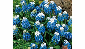 Unbranded Muscari Bulbs - Mount Hood