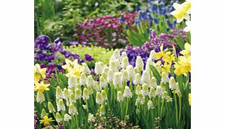 Unbranded Muscari Bulbs - White Magic