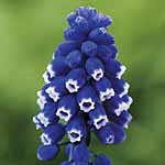 Unbranded Muscari Dark Eyes