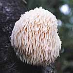 Unbranded Mushroom Lion`s Mane Spawn Plugs