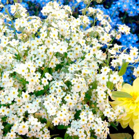 Unbranded Myosotis Lambkin (Forget-Me-Not) Average Seeds 400