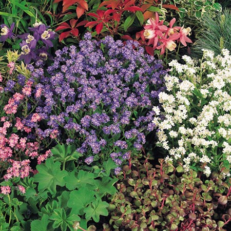 Unbranded Myosotis Sylva Mixed Seeds Average Seeds 120