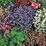 Unbranded Myosotis Sylva Mixed Seeds