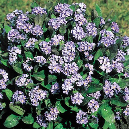 Unbranded Myosotis Victoria Lavender Seeds (Forget-Me-Not)