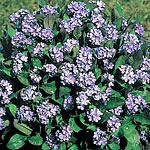 Unbranded Myosotis Victoria Lavender Seeds