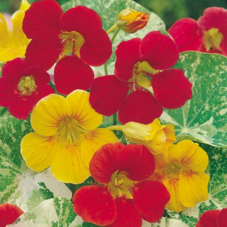 Unbranded Nasturtium Alaska Mixed Seeds Average Seeds 30