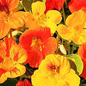 Unbranded Nasturtium Dwarf Compact Mixed Seeds