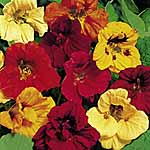 Unbranded Nasturtium Dwarf Jewel Mixture Seeds 416934.htm