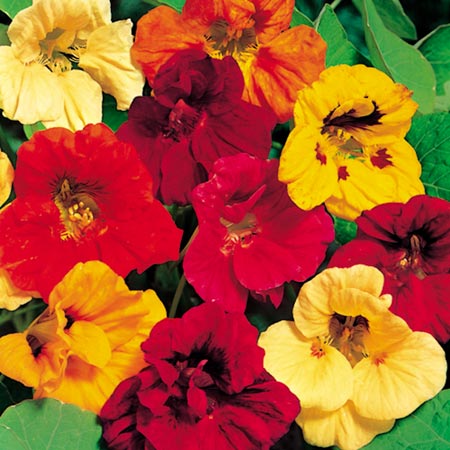 Unbranded Nasturtium Dwarf Jewel Mixture Seeds Average