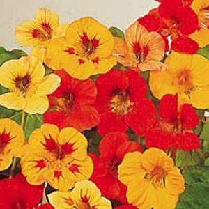 Nasturtium Little Gem Mix