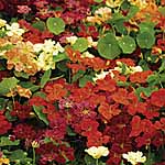 Unbranded Nasturtium Paintbox Mixed Seeds 417028.htm