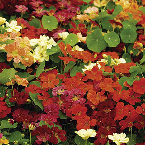 Unbranded Nasturtium Paintbox Seeds