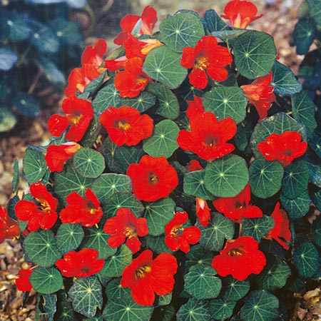 Unbranded Nasturtium Princess of India Seeds Average Seeds