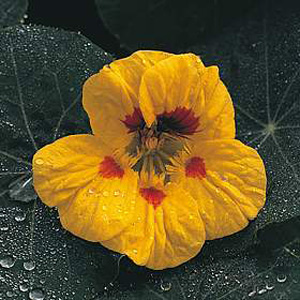 Unbranded Nasturtium Strawberry Ice Seeds