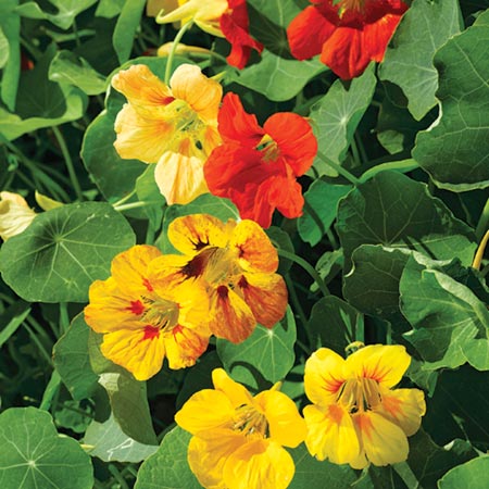 Unbranded Nasturtium Tall Mixed Seeds Average Seeds 35