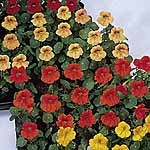 Unbranded Nasturtium Tip Top Mixture Seeds 416926.htm