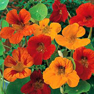 Unbranded Nasturtium Tom Thumb Mixed Seeds