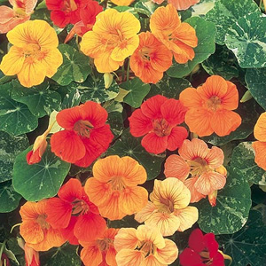 Unbranded Nasturtium Tutti Fruiti Mix Seeds