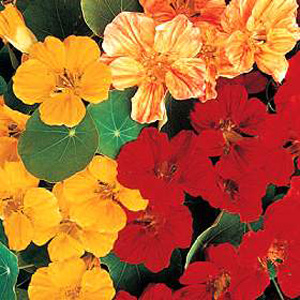 Unbranded Nasturtium Whirleybird Mixed Seeds