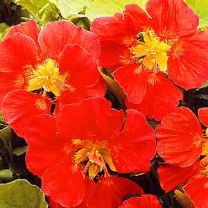 Unbranded Nasturtium Whirlybird Cherry Seeds