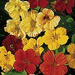 Unbranded Nasturtium Whirlybird Mixed Seeds 417026.htm